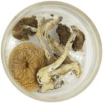 African Cubensis (Panaeolus africanus) | Magic Mush Canada