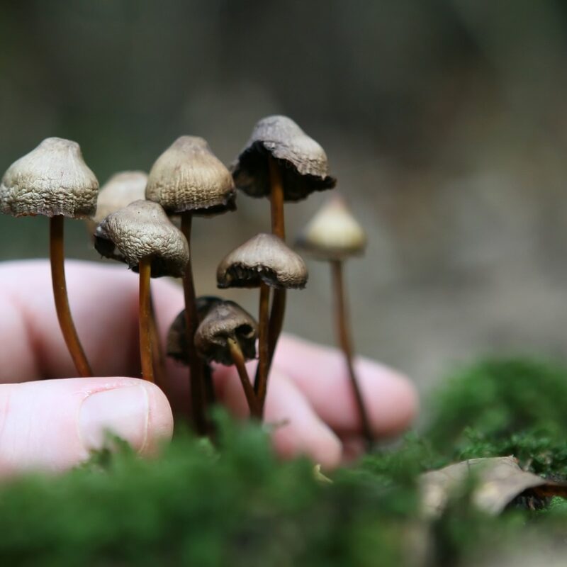 Guide to Magic Mushrooms | Magic Mush Canada