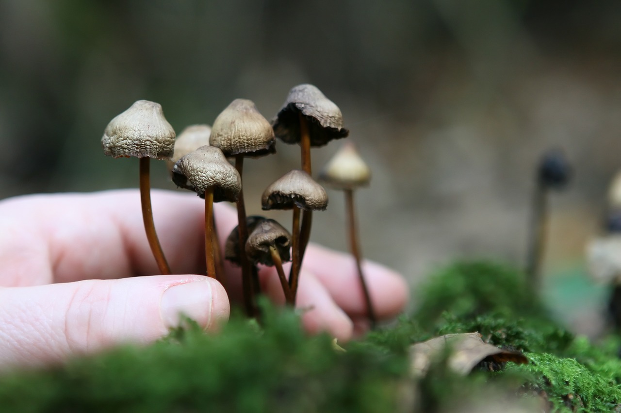 The Magic of Cultivating Magic Mushrooms’ Mycelium