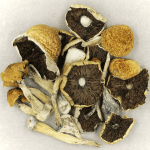 Penis Envy Cubensis | Magic Mush Canada