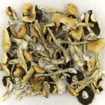 Puerto Rican | Magic Mush Canada
