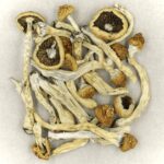 Texas Yellow Cap | Magic Mush Canada