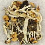 Cuban | Magic Mush Canada