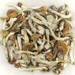Florida White | Magic Mush Canada