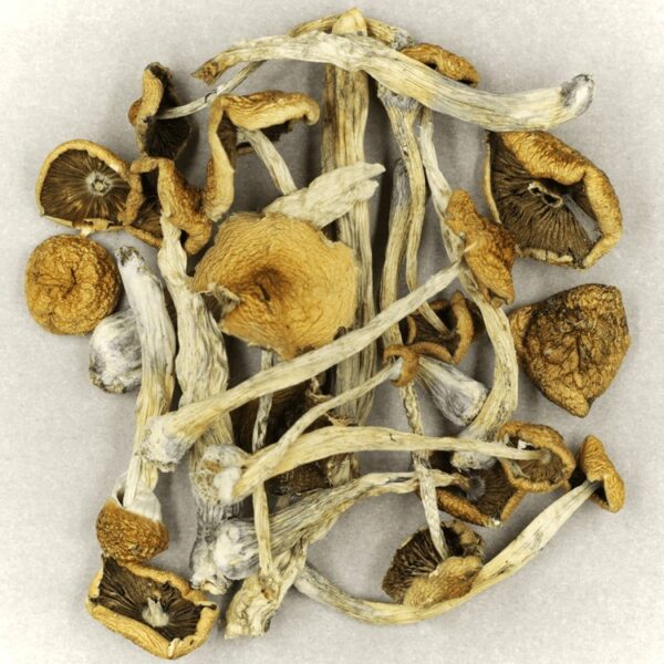 Mazatapec | Magic Mush Canada