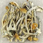Amazonian Cubensis | Magic Mush Canada