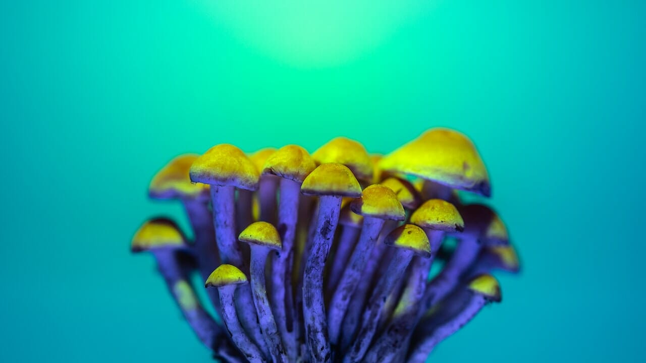 Exploring the Psychedelic Science: The Potential of LSD-infused Edibles