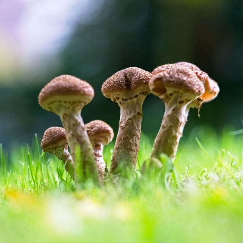 Mushroom Dispensary | Magic Mush Canada
