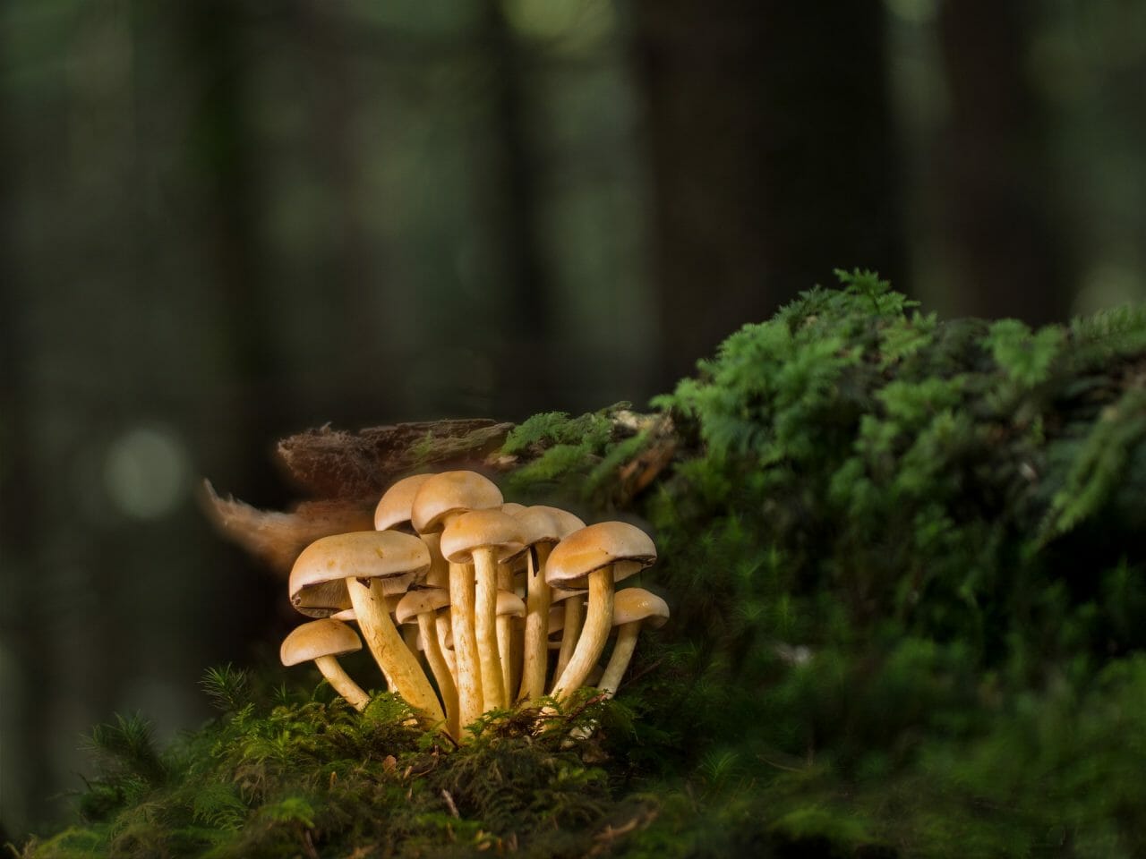 The Ranking of Magic Mushrooms Based on Their Potency, From Strongest to Weakest
