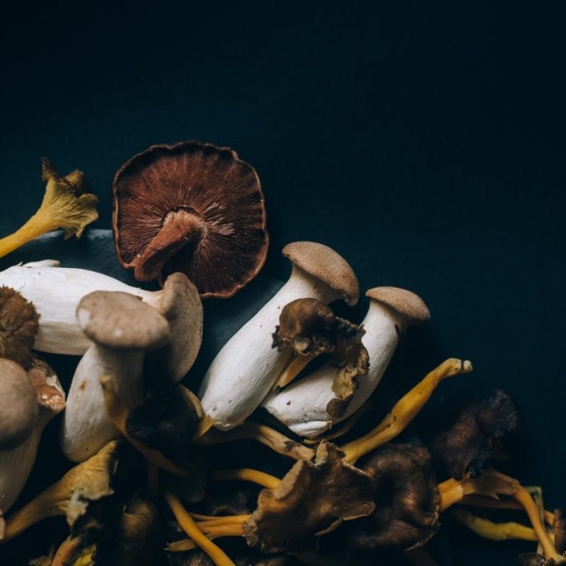 Dried Shrooms | Magic Mush Canada