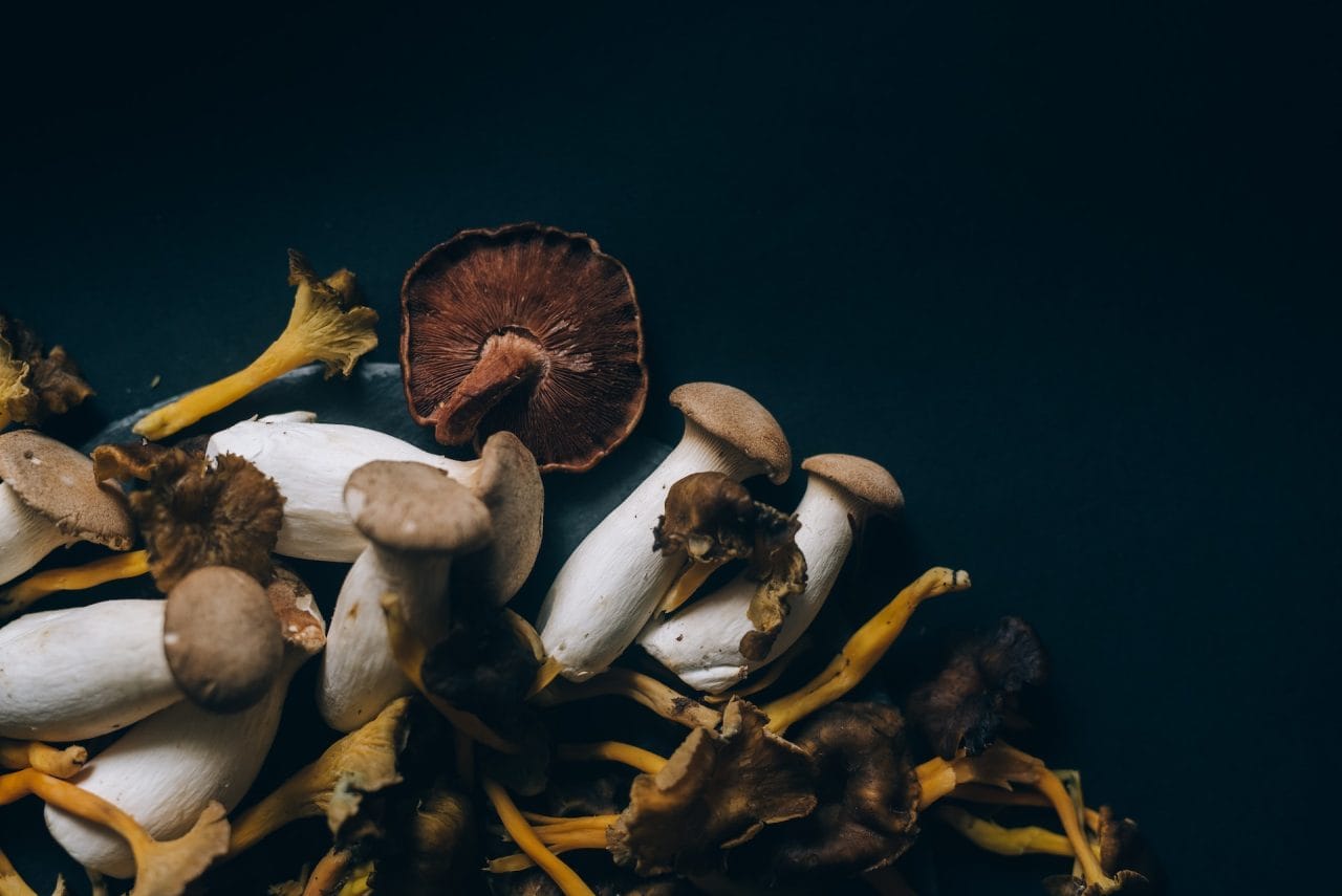 Studies Indicate That Psychedelic Dried Mushrooms Induce a Sensation Similar to a ‘Conscious Dream’