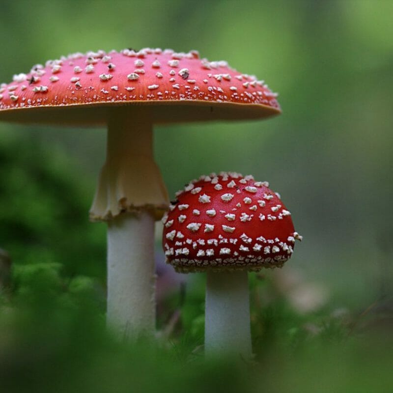 Magic Mushrooms Canada | Magic Mush Canada