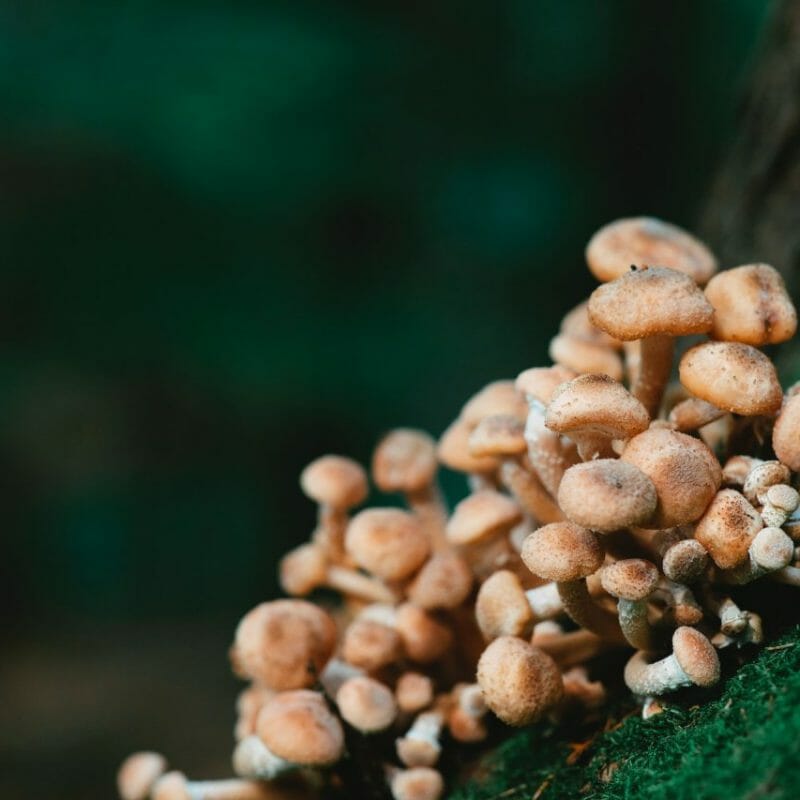 Mushroom Dispensary - Zoomies | Magic Mush Canada