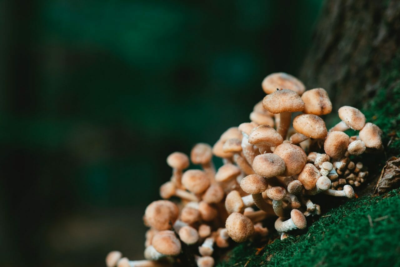 Exploring the Role of Mushroom Dispensary in Alleviating Depression