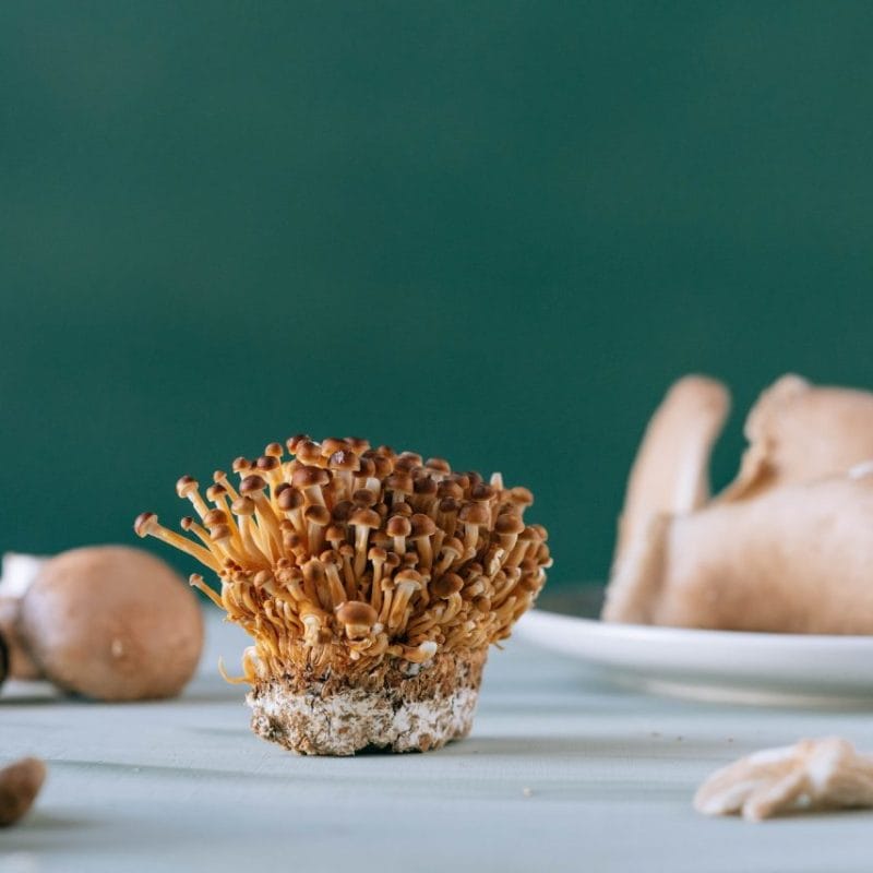 Buy Magic Mushroom | Magic Mush Canada