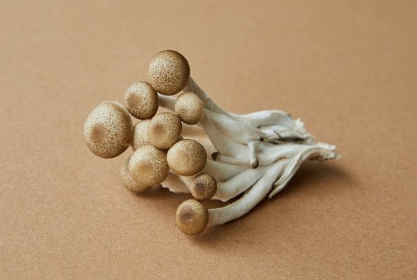 strongest mushroom strain