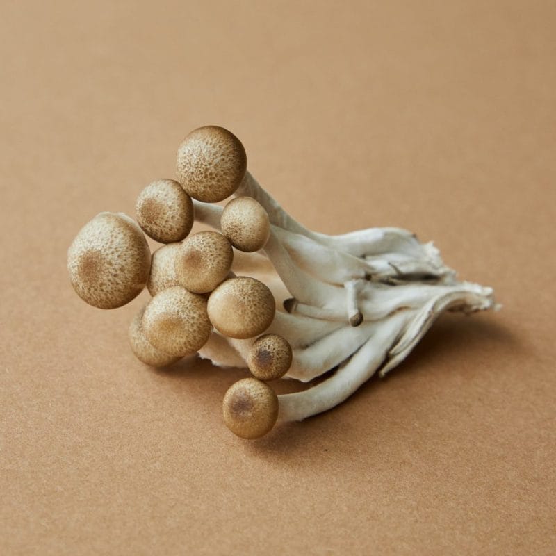 strongest mushroom strain | Magic Mush Canada
