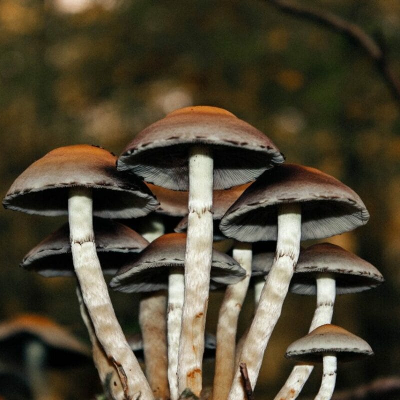 Microdose Mushrooms | Magic Mush Canada