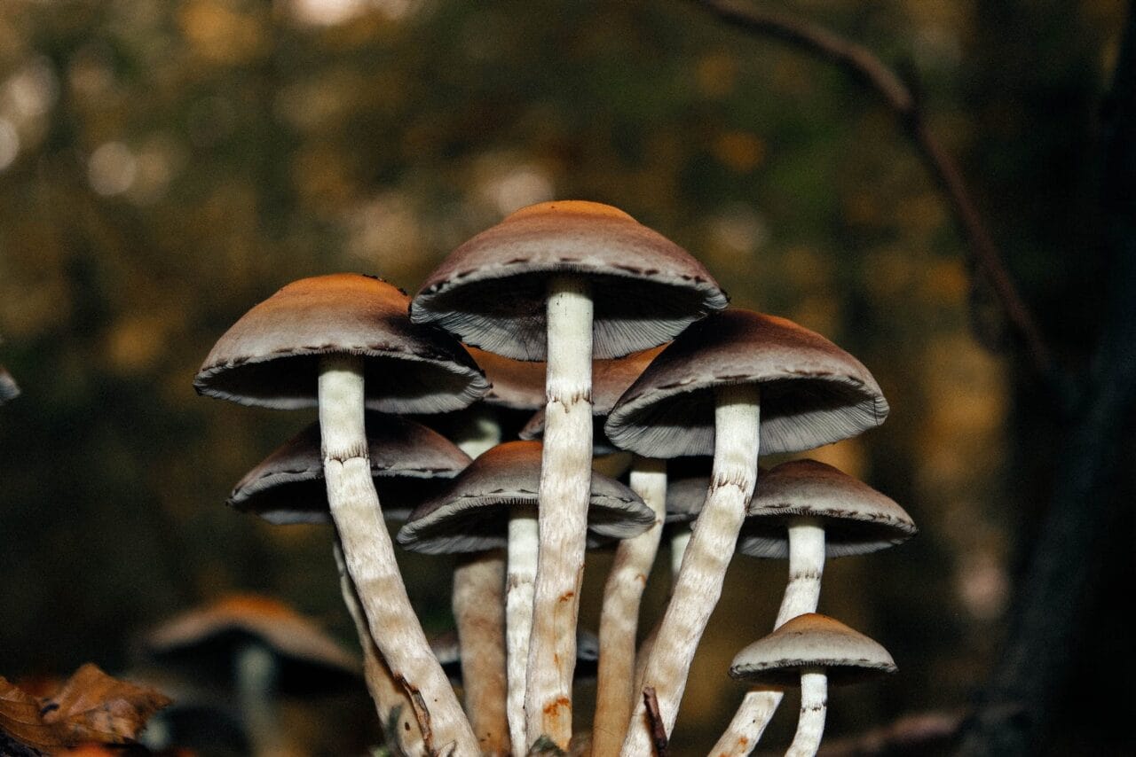 A Collection of Cases: Microdose Mushrooms as a Solution for Chronic Pain Management