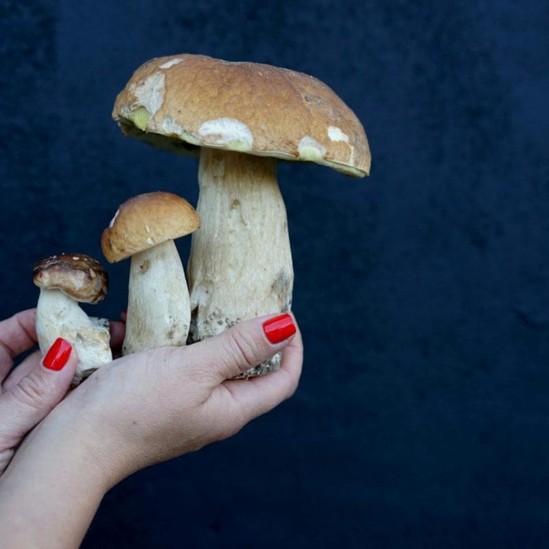 Shrooms Online | Magic Mush Canada