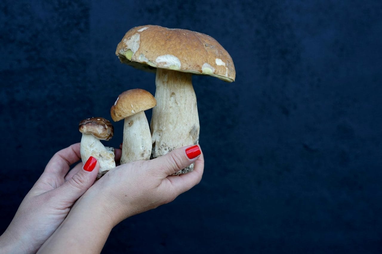 Five Mushrooms You Must Try in Your Local Area