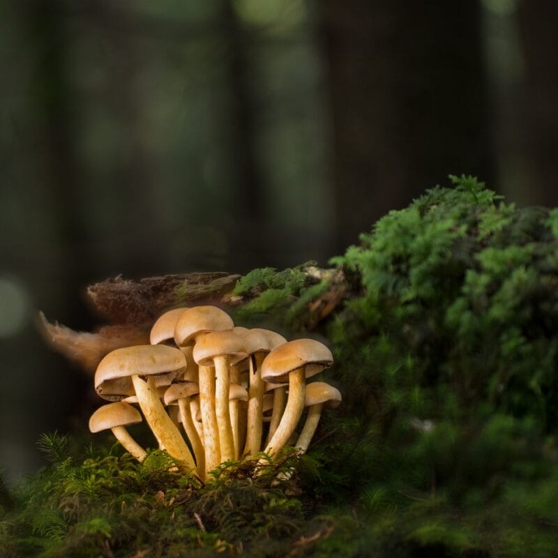 Buy Shrooms Online and Discover the Sweetest Shroom Options | Magic Mush Canada