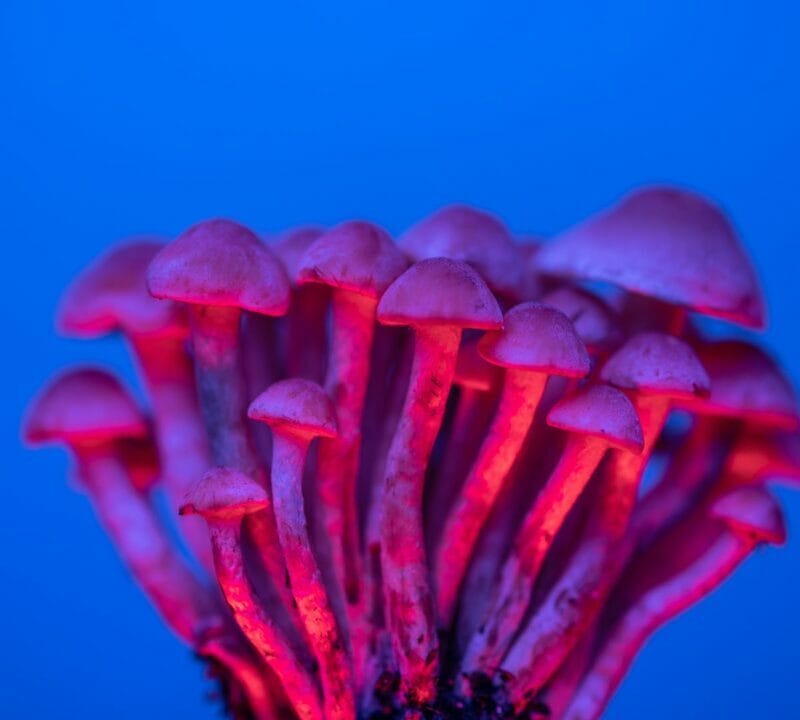 Shrooms Delivery in Canada | Magic Mush Canada