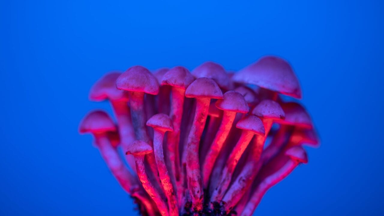 Delivery of Shrooms for Boosting Brain Function: An Examination into the Advantages of Nootropics