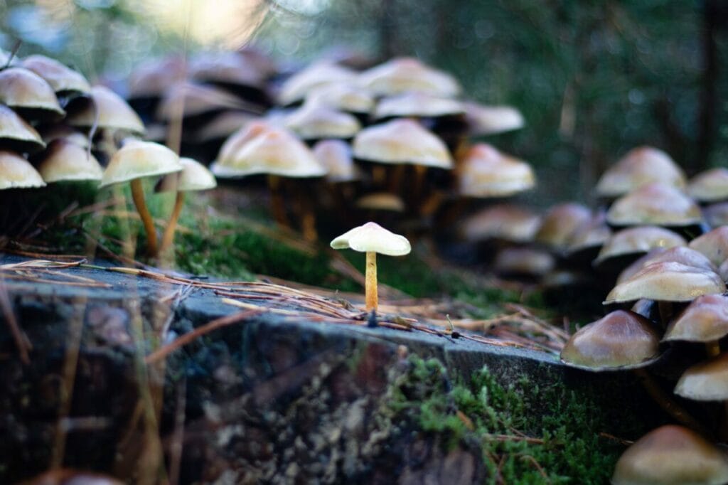 Shroom Delivery at Magic Mush Canada