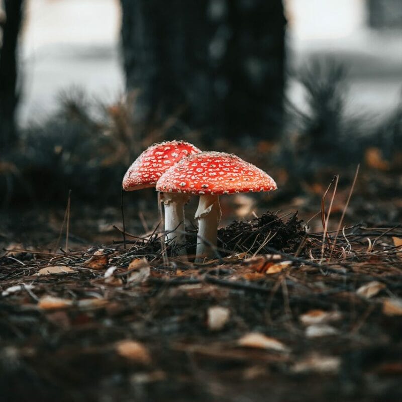 Shroom online delivery at Zoomies Canada | Magic Mush Canada