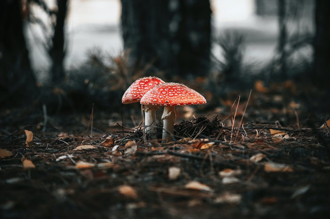 The Psilocybin Movement: Manufacturing, Studies, & Path Forward