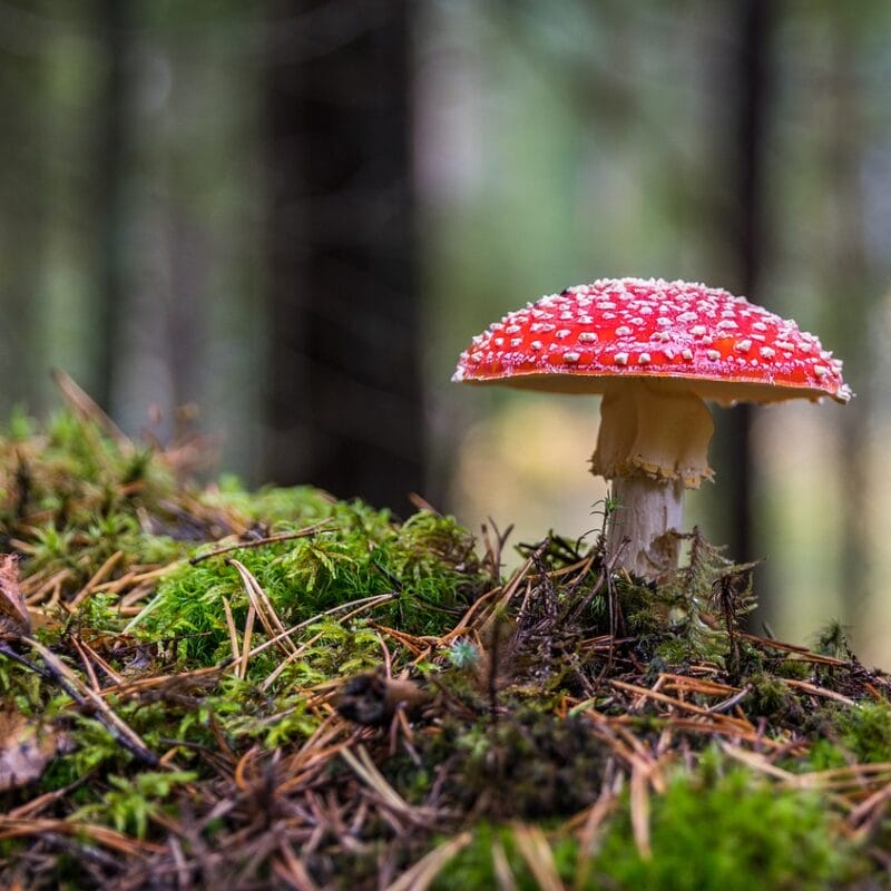 Shrooms Online in Canada | Magic Mush Canada