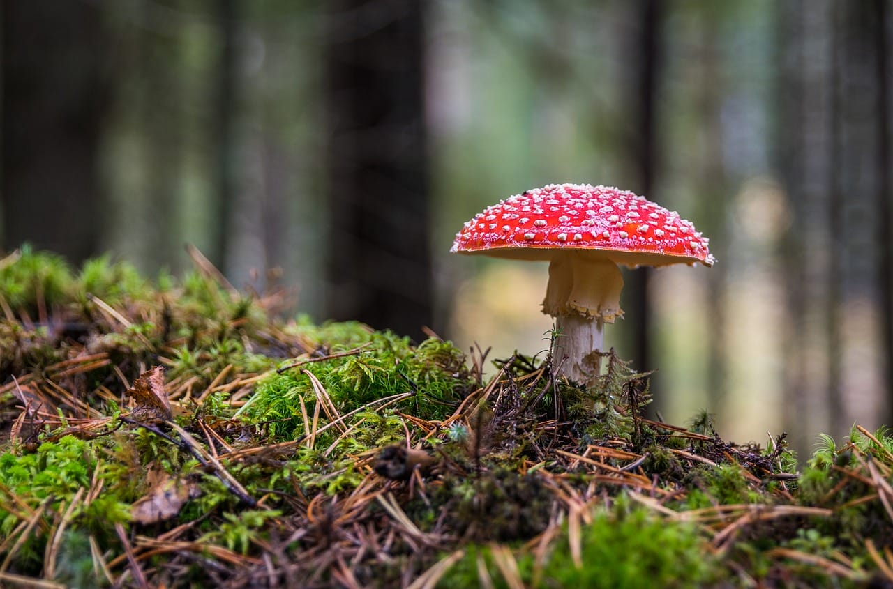 The Importance of Psilocybin in the Canadian Healthcare System