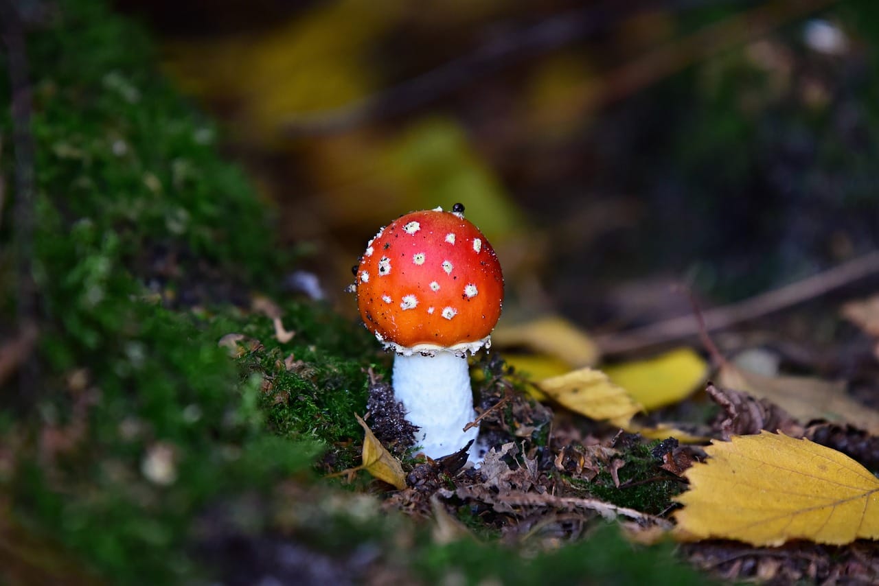 Can LSD Contribute to Happiness? Perspectives from Experts