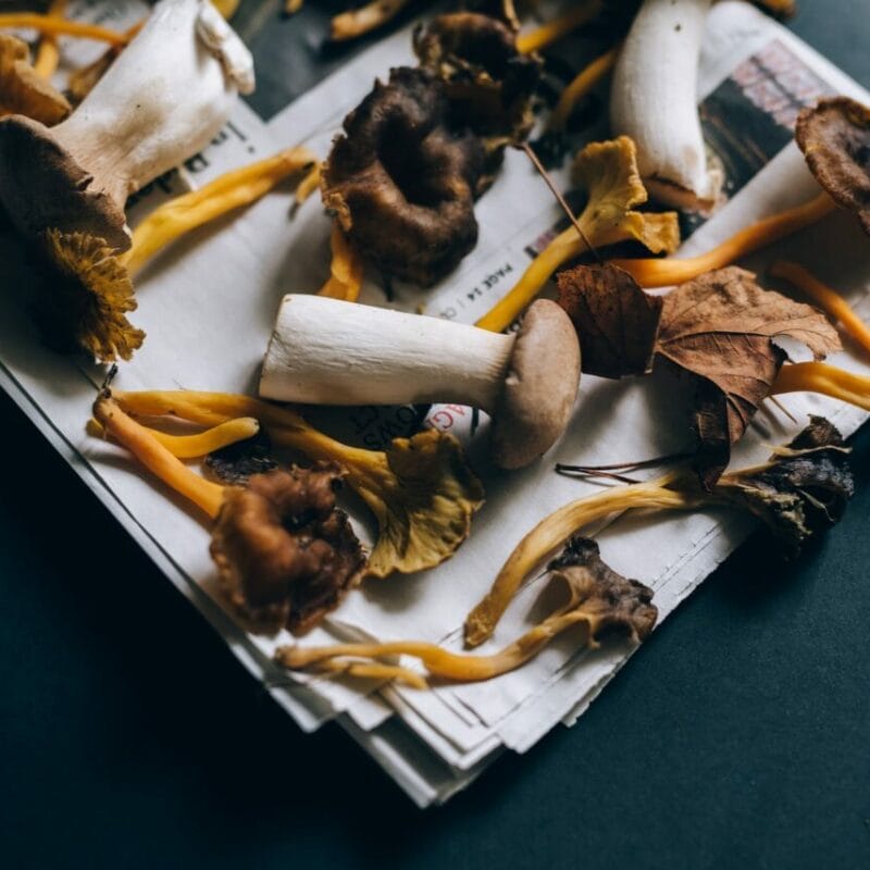 Mushroom chocolate at Zoomies Canada | Magic Mush Canada