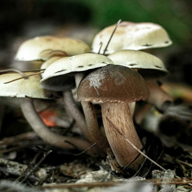 psilocybin mushroom | Magic Mush Canada