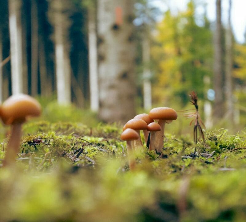Magic Mushroom Dispensary | Magic Mush Canada