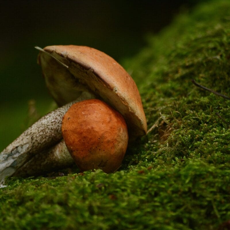 Mushroom Dispensary Vancouver | Magic Mush Canada