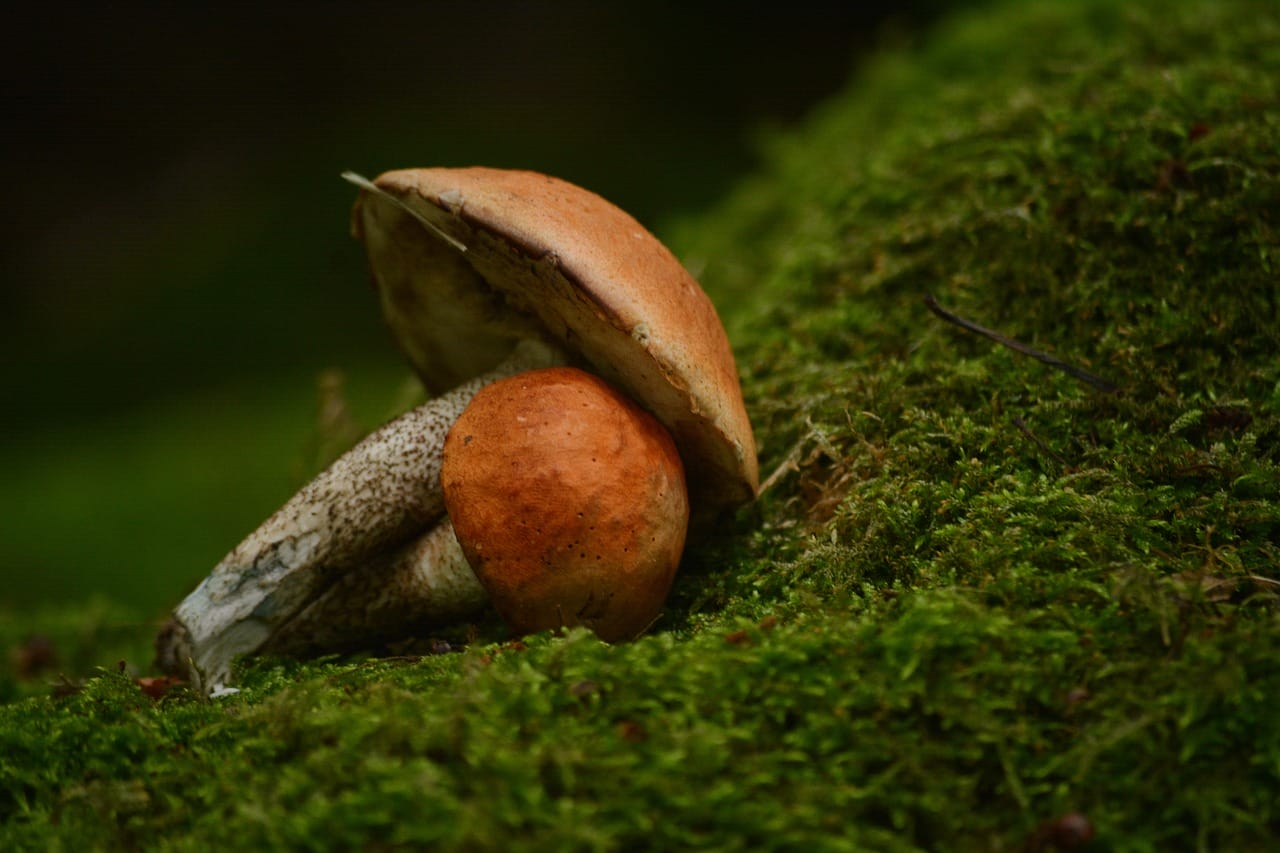 Five Exciting New Mushroom Strains to Explore at Vancouver Dispensary