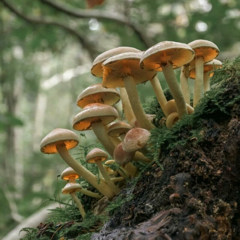 Shrooms online | Magic Mush Canada