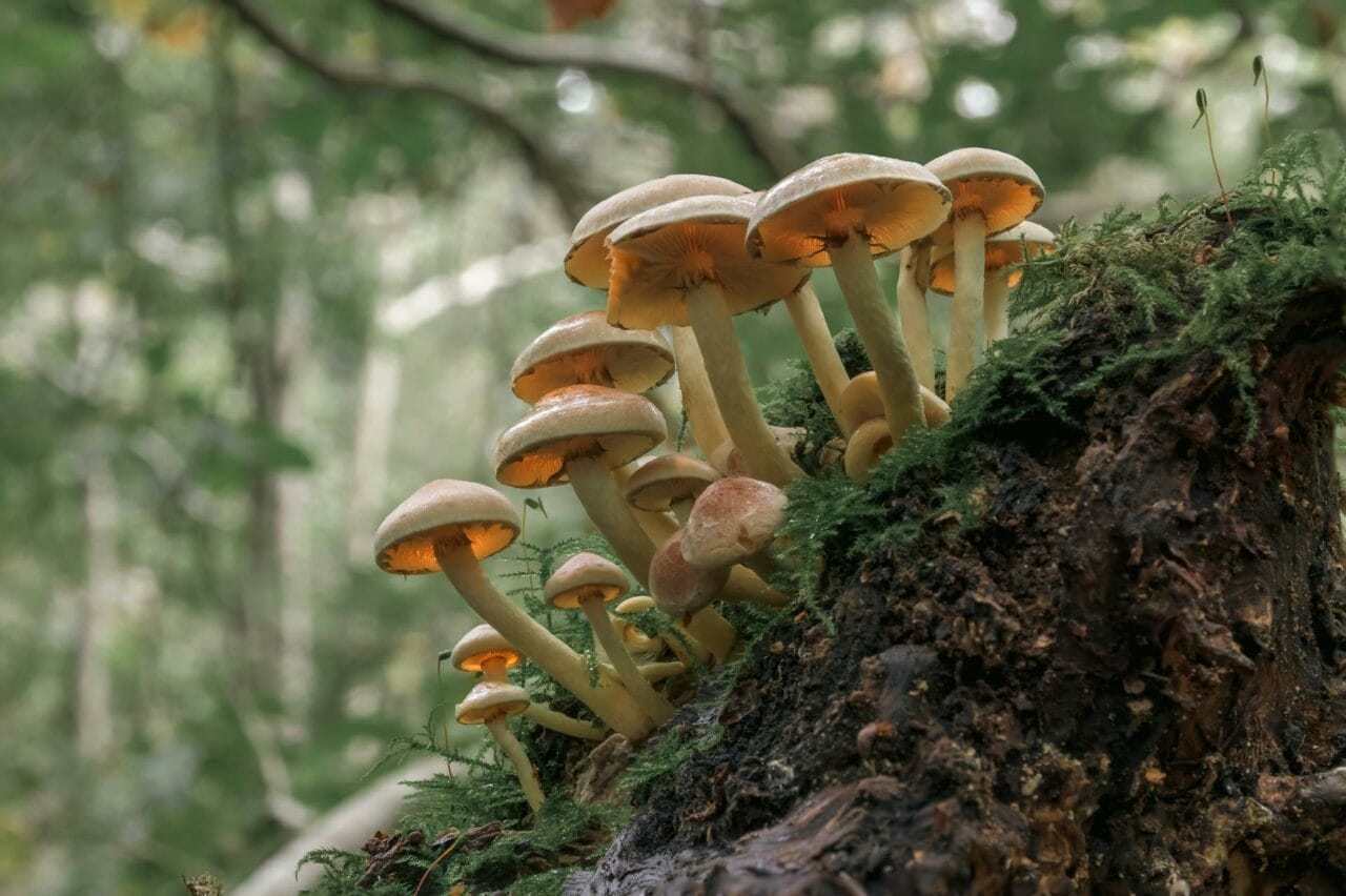 The Presence of Psilocybin in Magic Mushrooms Enhances Sexual Performance and Satisfaction