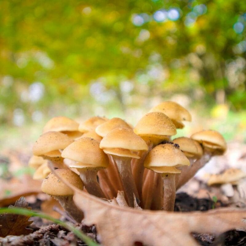 Shrooms Canada | Magic Mush Canada