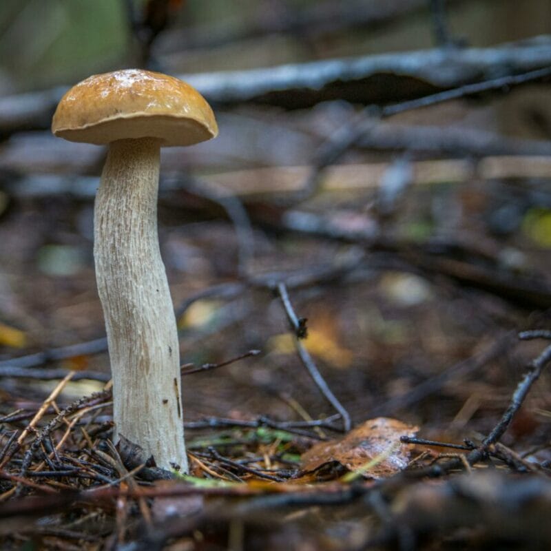 Shrooms online | Magic Mush Canada