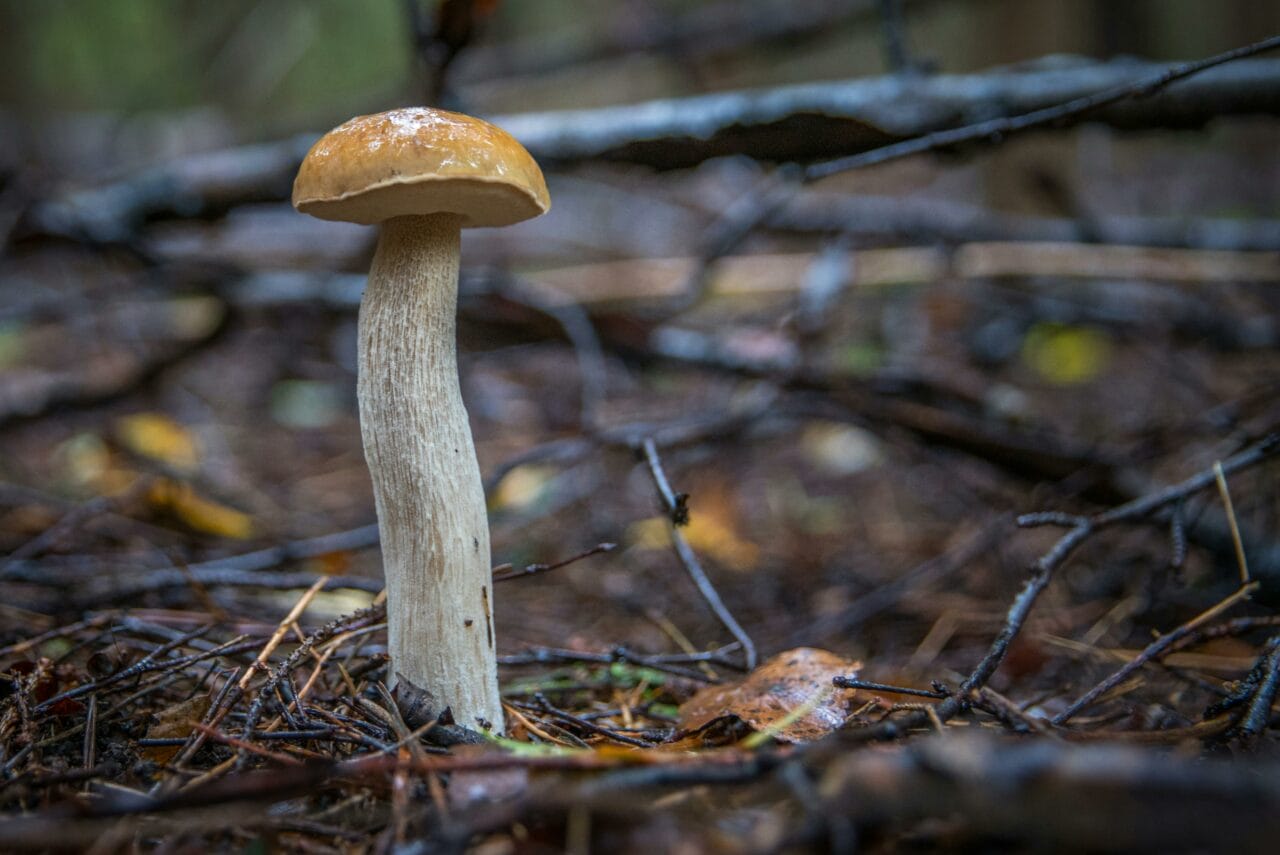 Recent Studies on Psychedelic Mushrooms Indicate Prolonged Neural Disruption Could Benefit Mental Health