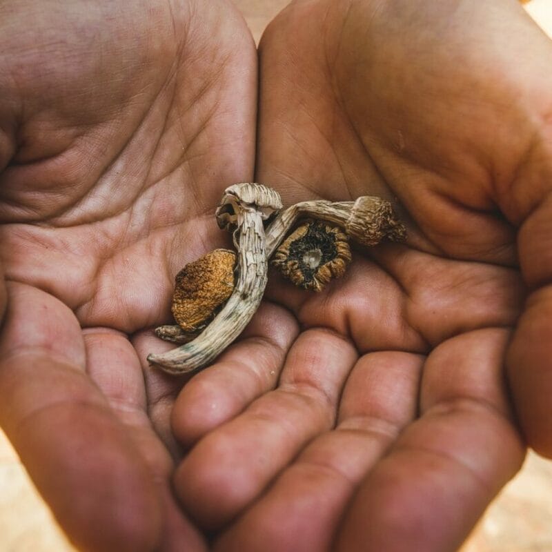 dried shrooms | Magic Mush Canada