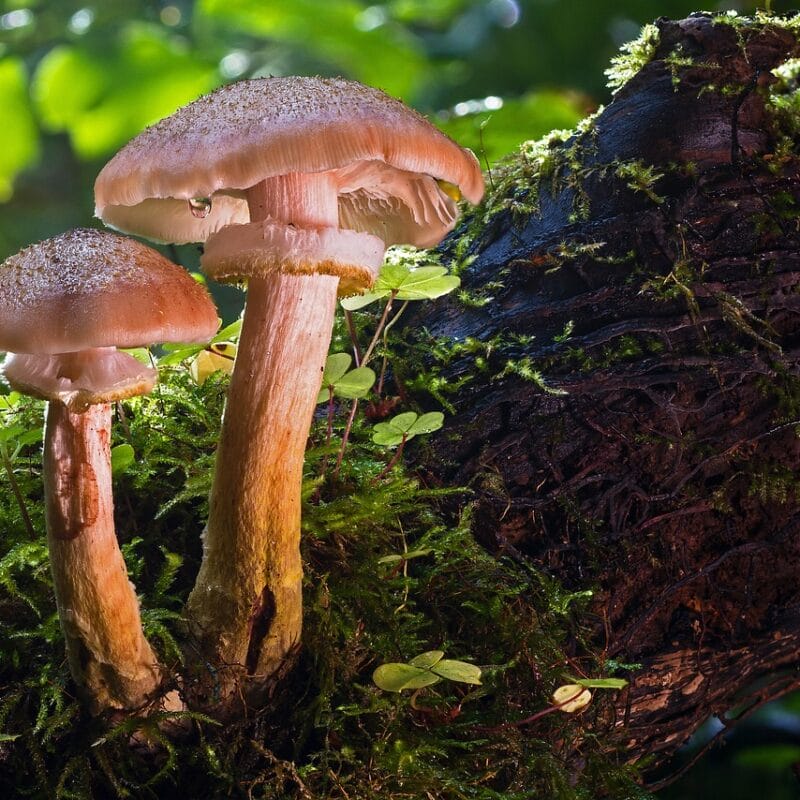 magic mushroom delivery | Magic Mush Canada