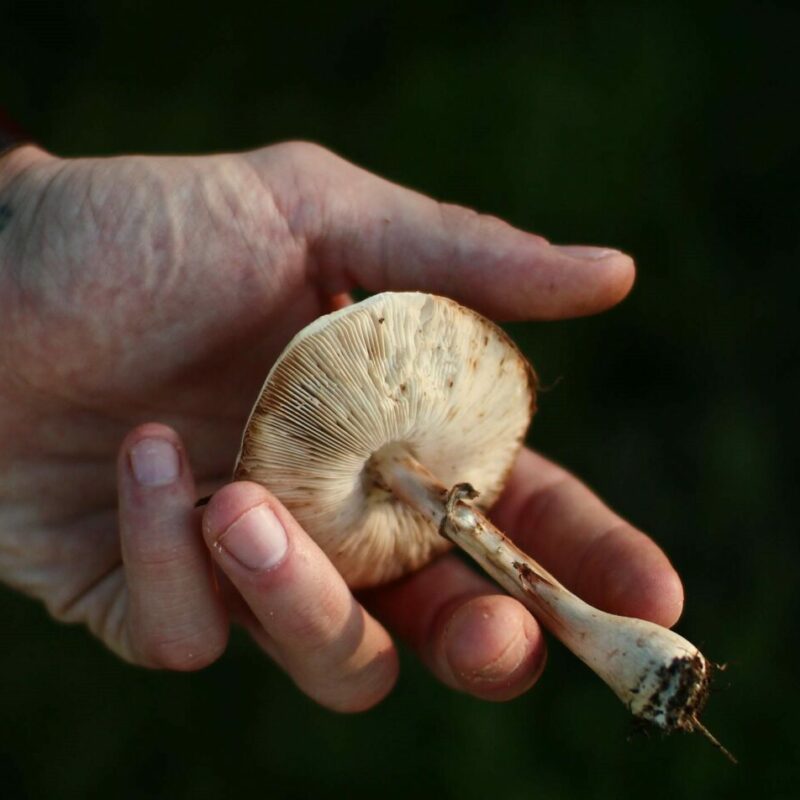 Shrooms | Magic Mush Canada