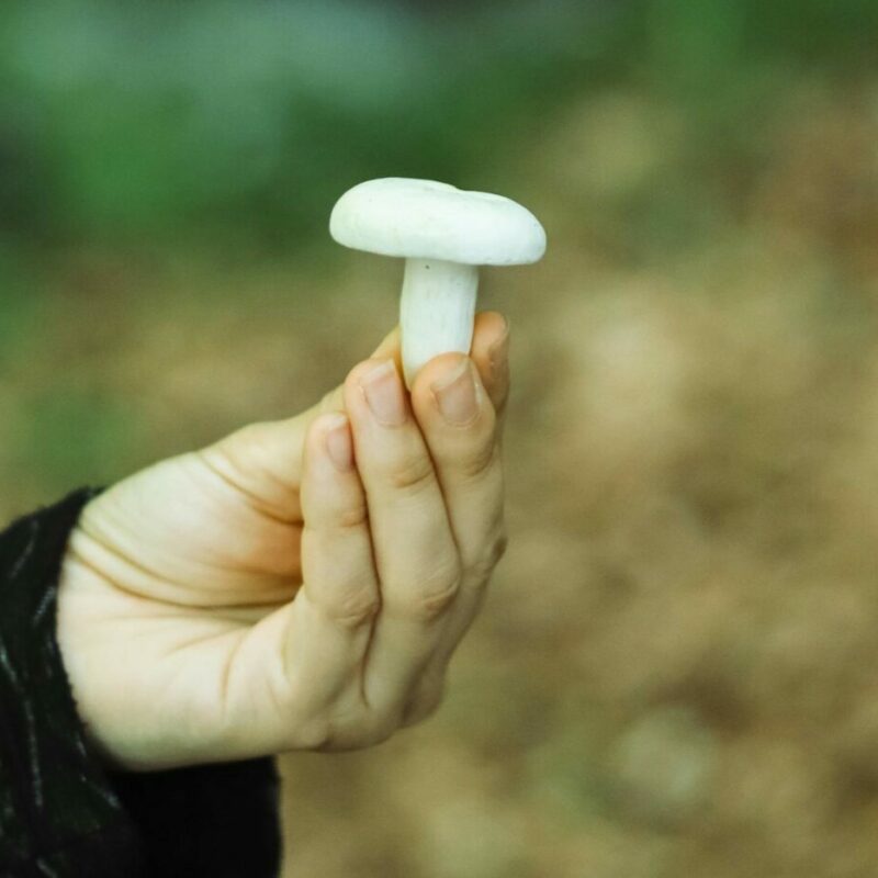shrooms online in Canada | Magic Mush Canada