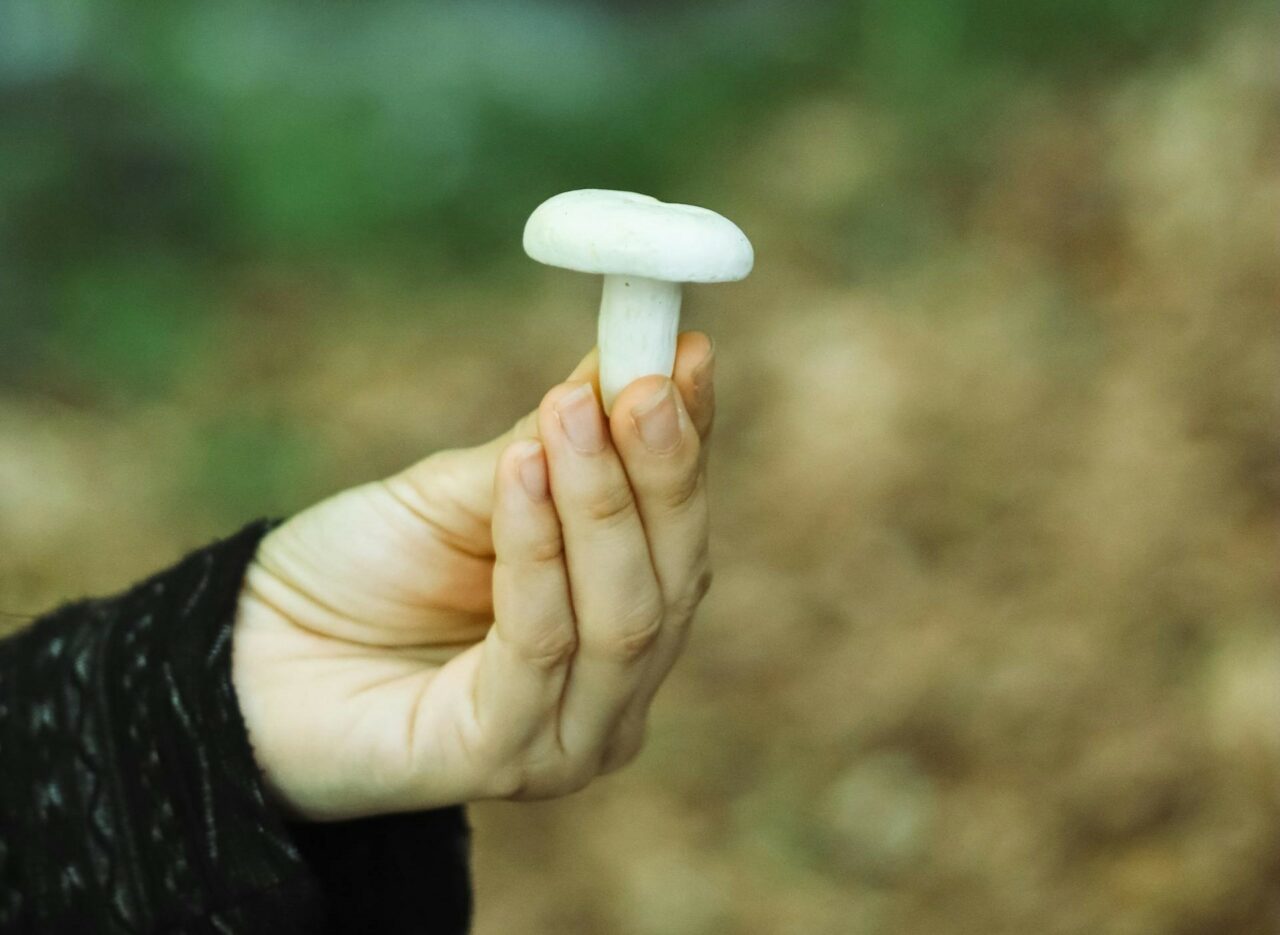 Discover Five Mushroom Categories for Each Psychedelic Aficionado
