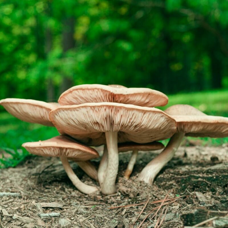 Big Daddy Mushroom | Magic Mush Canada